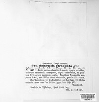 Apiognomonia errabunda image